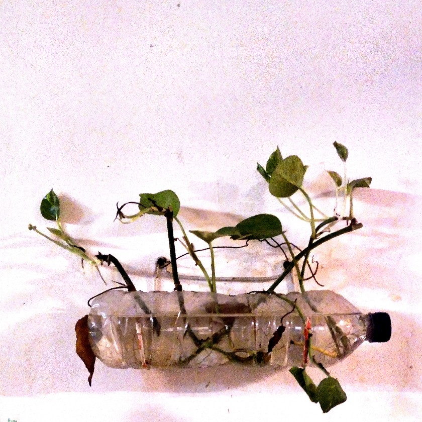 Pot tanaman hias dari bekas botol Aqua di parkiran Ibis Style Bogor 