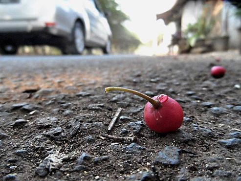buah kersen di atas permukaan jalan di luar jalan tol JORR