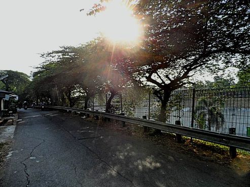 pohon kersen untuk peneduh di luar jalan tol JORR