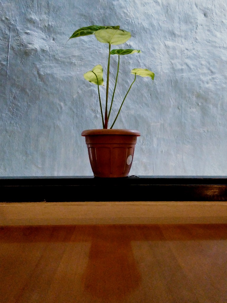 Pot bunga di jendela menghadap lorong, Rumah Hijau, Jatirahayu, Pondokmelati, Bekasi 