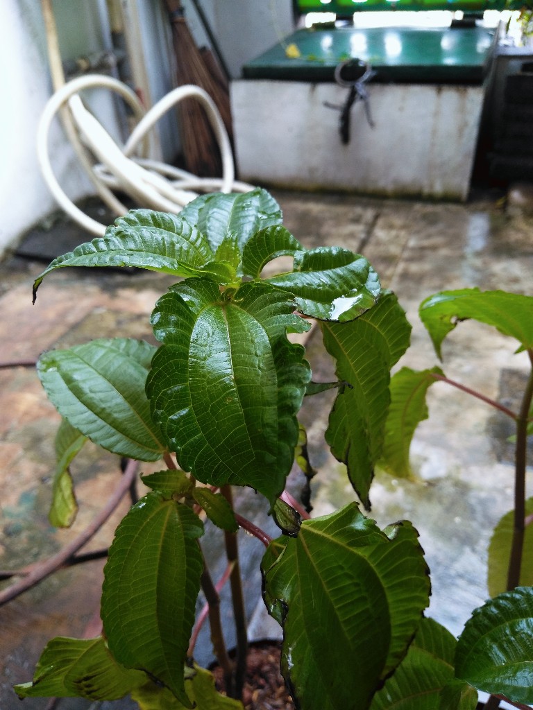 Hadiah bibit tanaman pohpohan dari orang baik di Bogor 