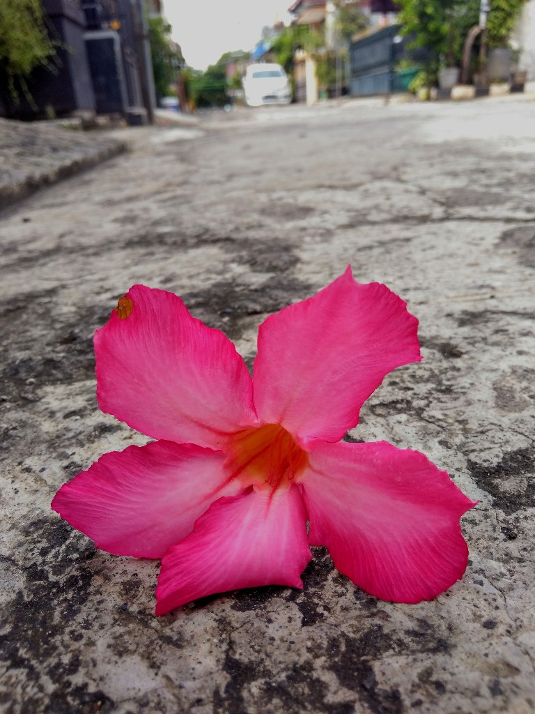  Bunga kemboja Jepang di tepi jalan spt Koes Plus 