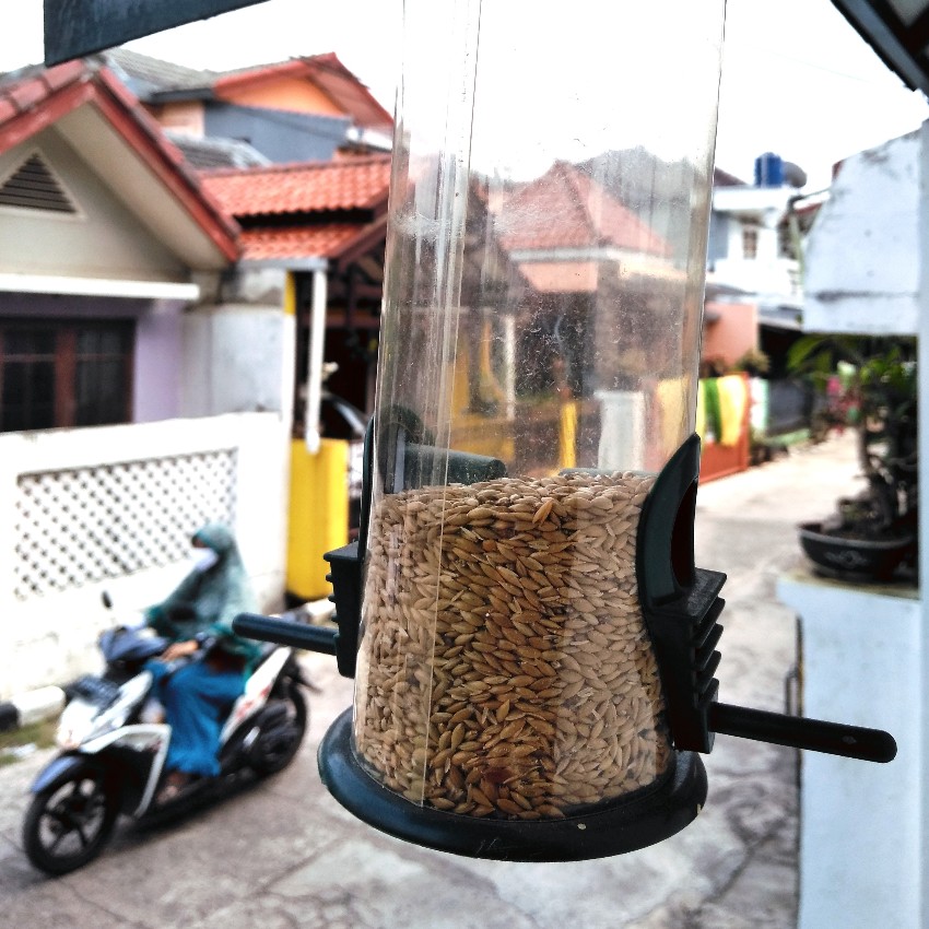 Umpan burung gereja dalam Bird feeder