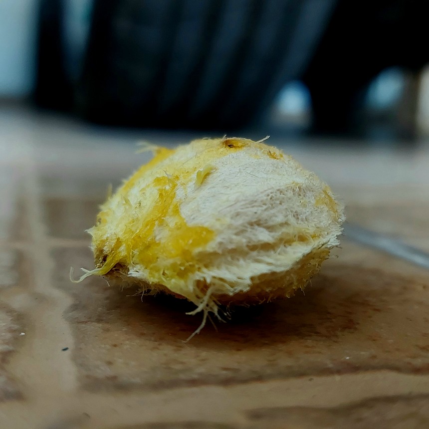 Biji durian yang dibawa codot 