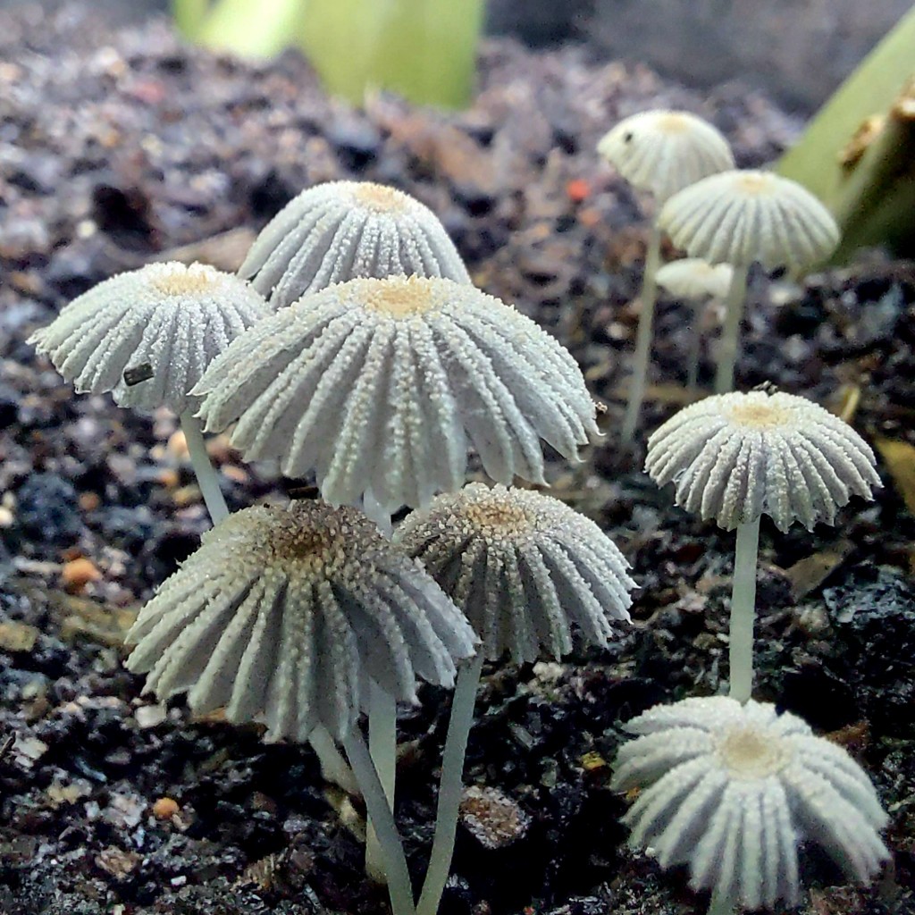 Jamur yang tumbuh pada musim kemarau 
