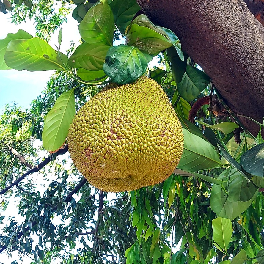 Buah nangka di pohon, Nadya Salon Spa, Jalan Hankam, Jatiwarna, Bekasi 