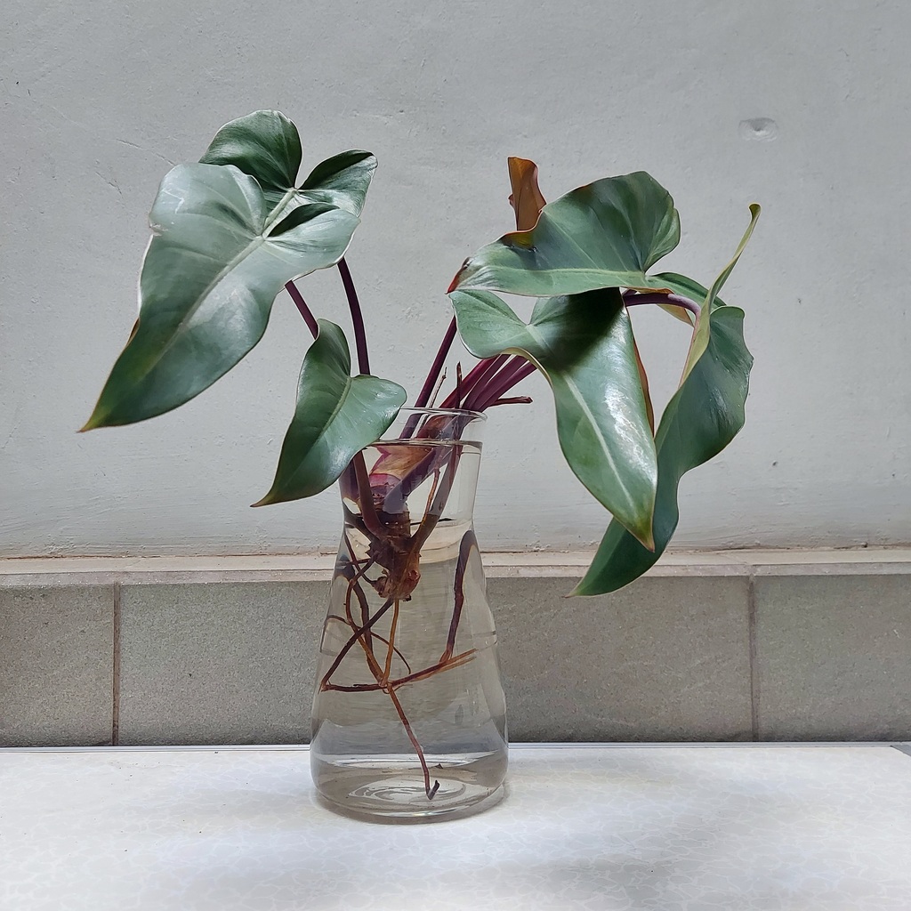 Karaf Ikea untuk cupang yang akhirnya jadi vas tanaman hidup 