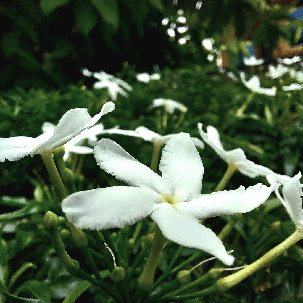 Bunga melati putih di depan gardu listrik di Chandra Baru Jatirahayu Pondokmelati Bekasi 