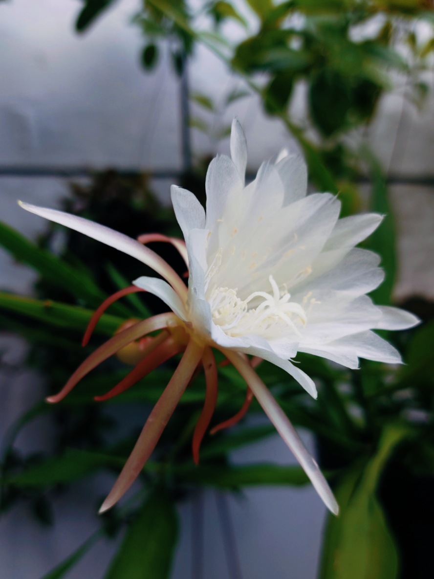  Bunga Wijayakusuma 