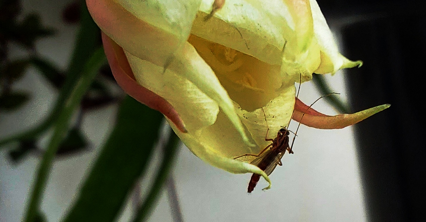 Serangga mengisap nektar wijayakusuma pada suatu pagi 