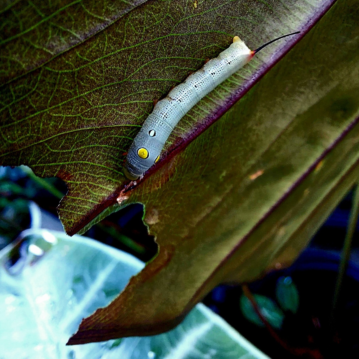Ulat hijau daun Hippotion celerio hama tanaman 