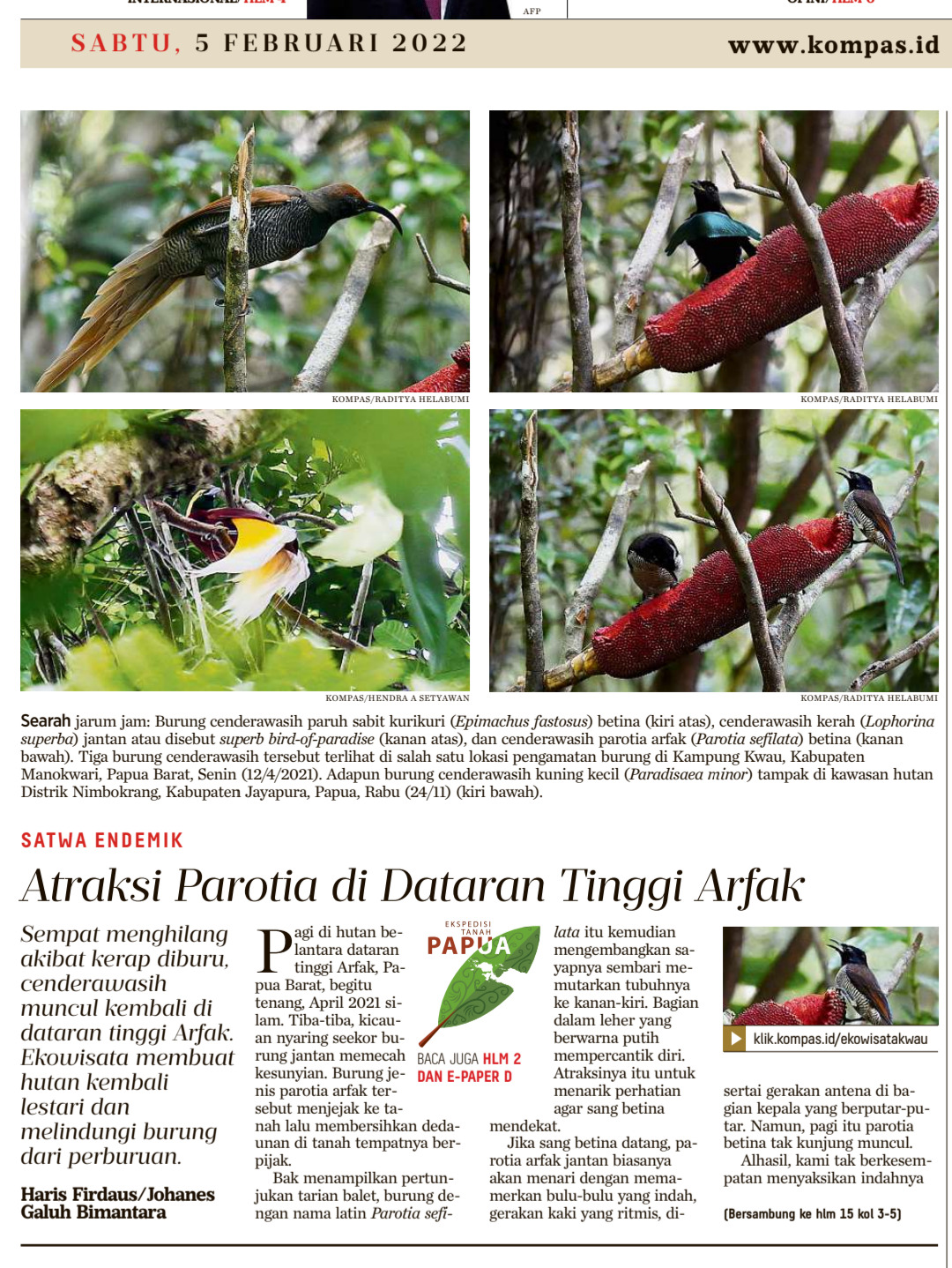 Burung-burung cenderawasih bidikan Kompas 