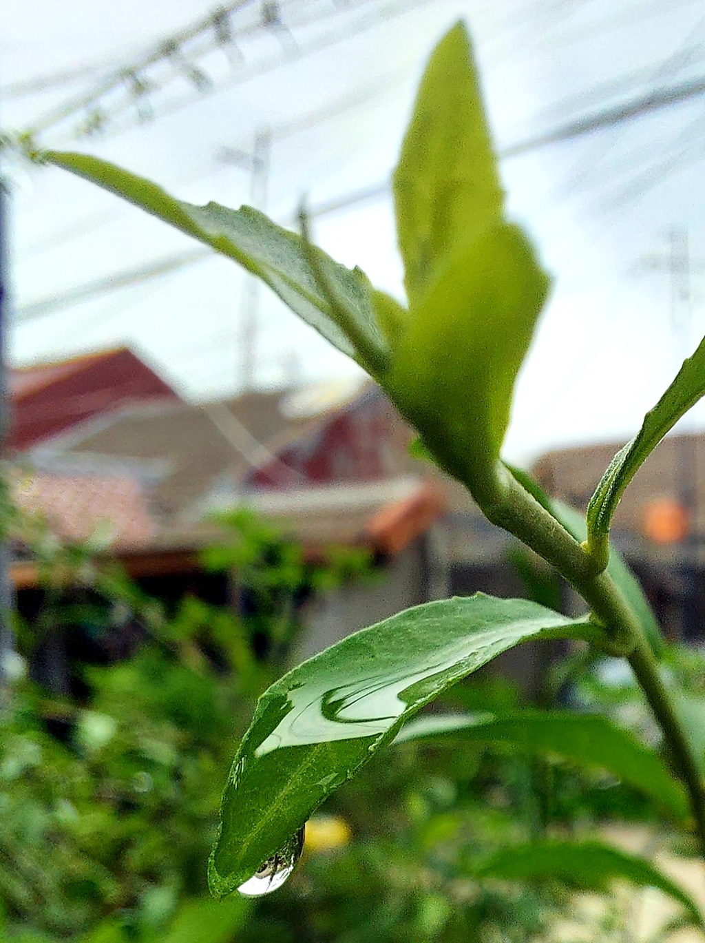 Tanaman hias Lee Kuan Yew Vernonia elaeagnifolia