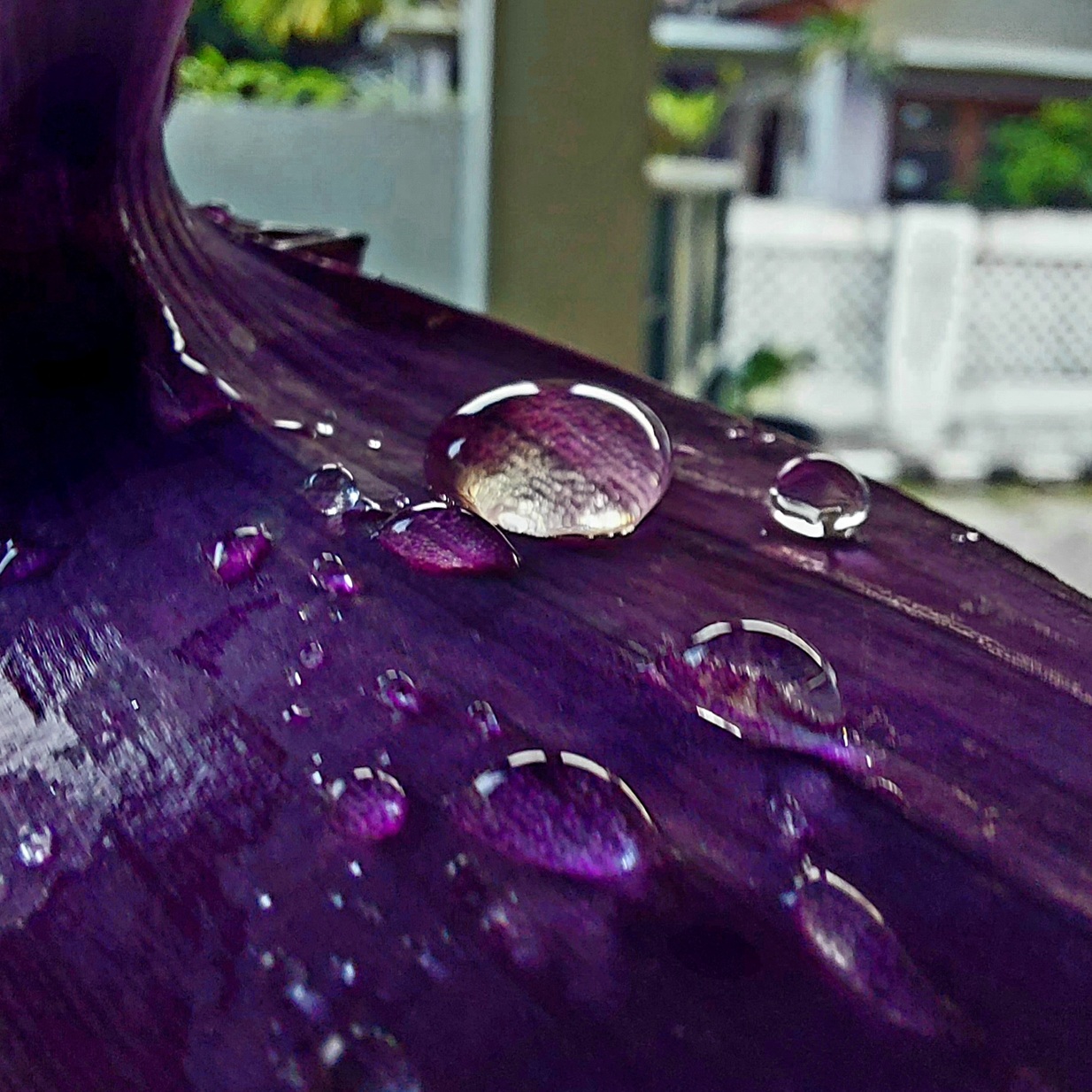 Memotreti purple heart Deep Purple Tradescantia pallida sebelum senja 