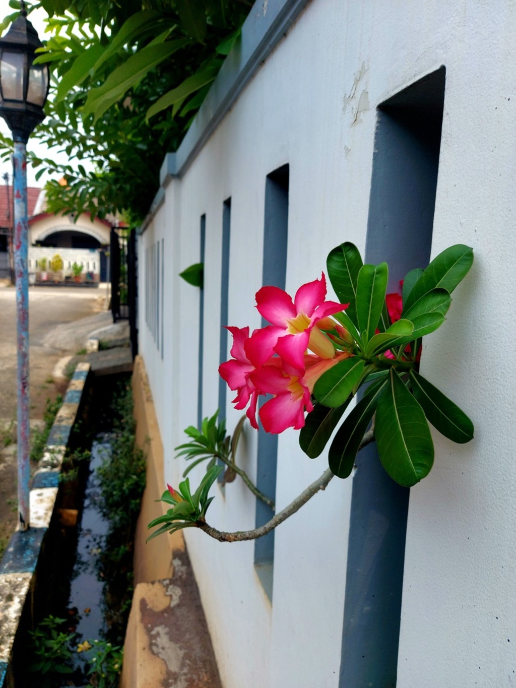 Bunga kemboja di Chandra Baru, Jatirahayu, Pondokmelati, Bekasi, di parit itu ada biawak 
