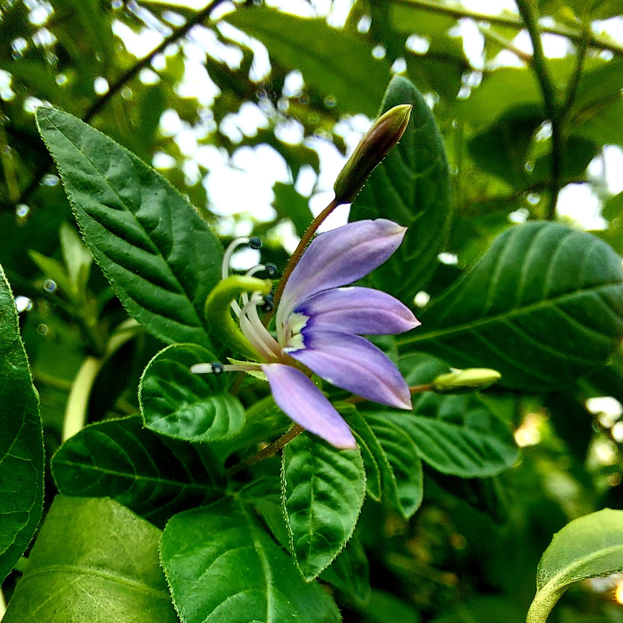 Gulma Kang Maman Lelaki Lanang Cleome rutidosperma