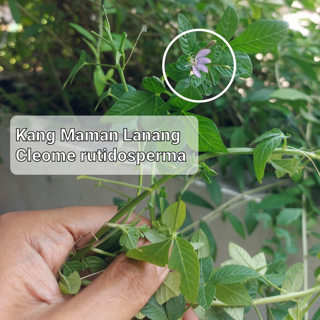 Gulma Kang Maman Lelaki Lanang Cleome rutidosperma