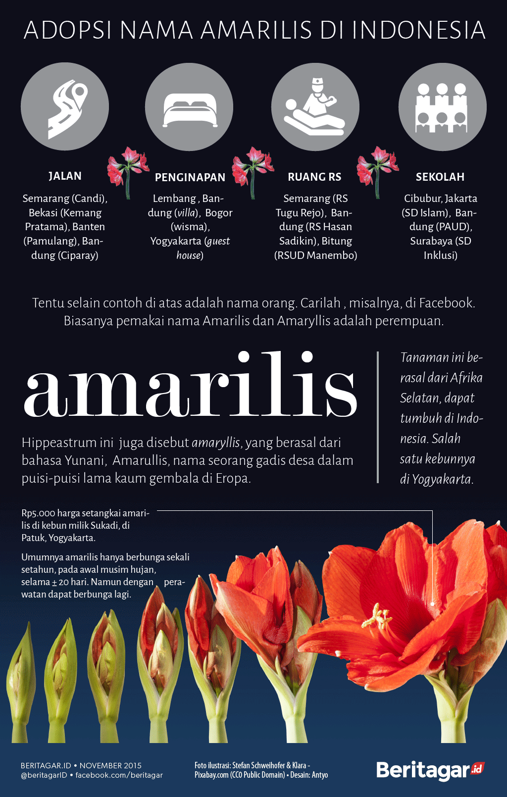 Infografik tentang bunga amarilis setelah vandalisme kebun bunga di Jogja 