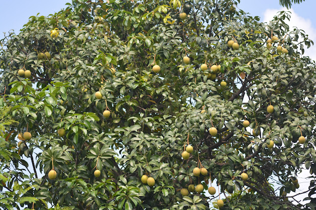 Pohon Buah bacang ambacang horse mango Mangifera foetida Lour