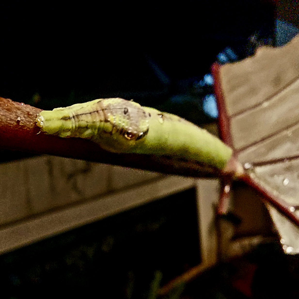 Ulat hijau tanpa bulu, hama pelahap tanaman keladi 