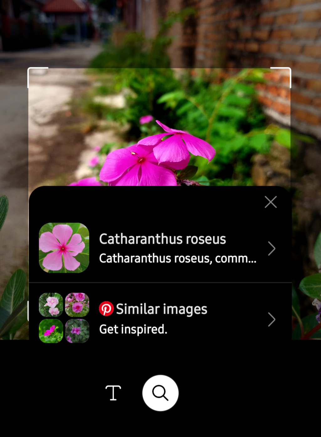 Catharanthus roses dalam ponsel rewel 
