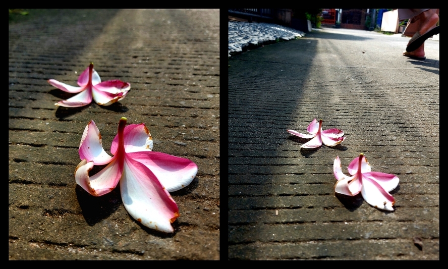Bunga kemboja gugur ke atas jalan