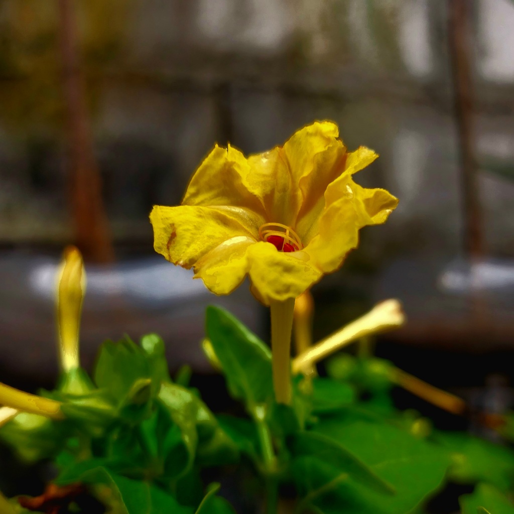 Mirabillis jalapa bunga pukul empat sore 