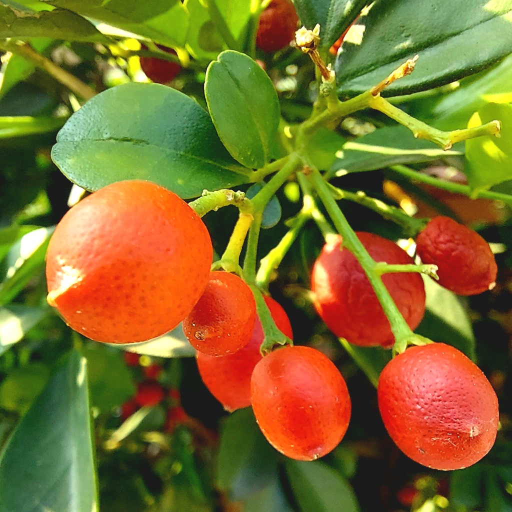 Bunga dan buah kemuning orange is jasmine Murraya paniculata