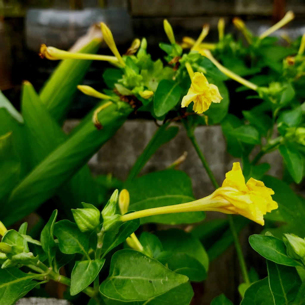 Mirabillis jalapa bunga pukul empat sore 