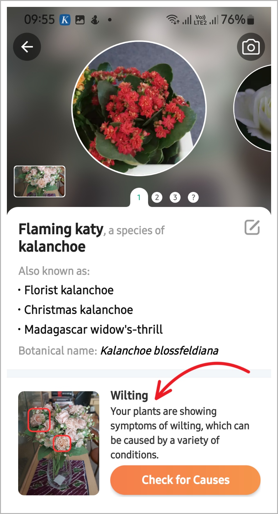 Mengidentifikasi nama bunga dan tanaman dari aplikasi ponsel 