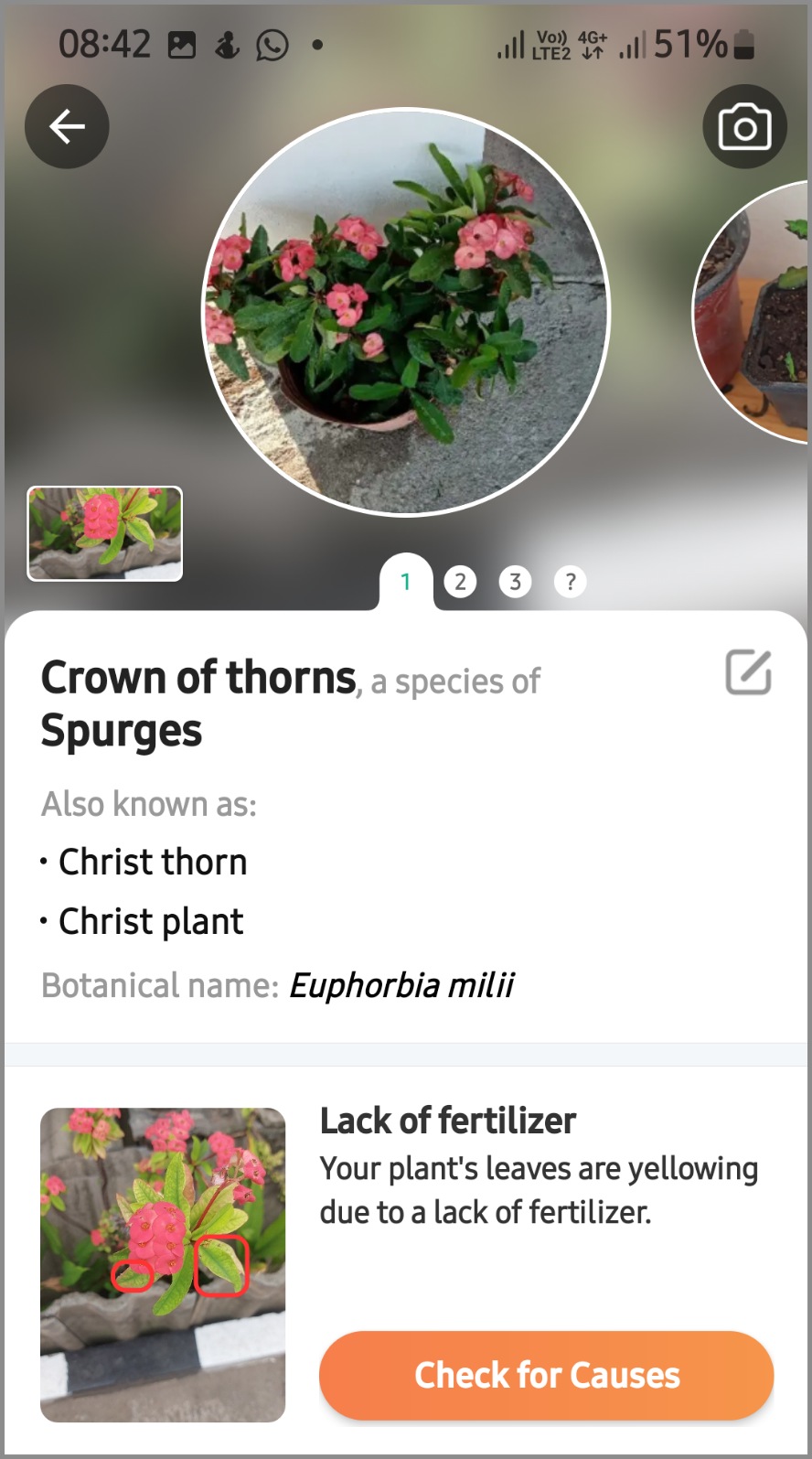 Euphorbia milli mahkota duri, ada yang tajam dan lunak 