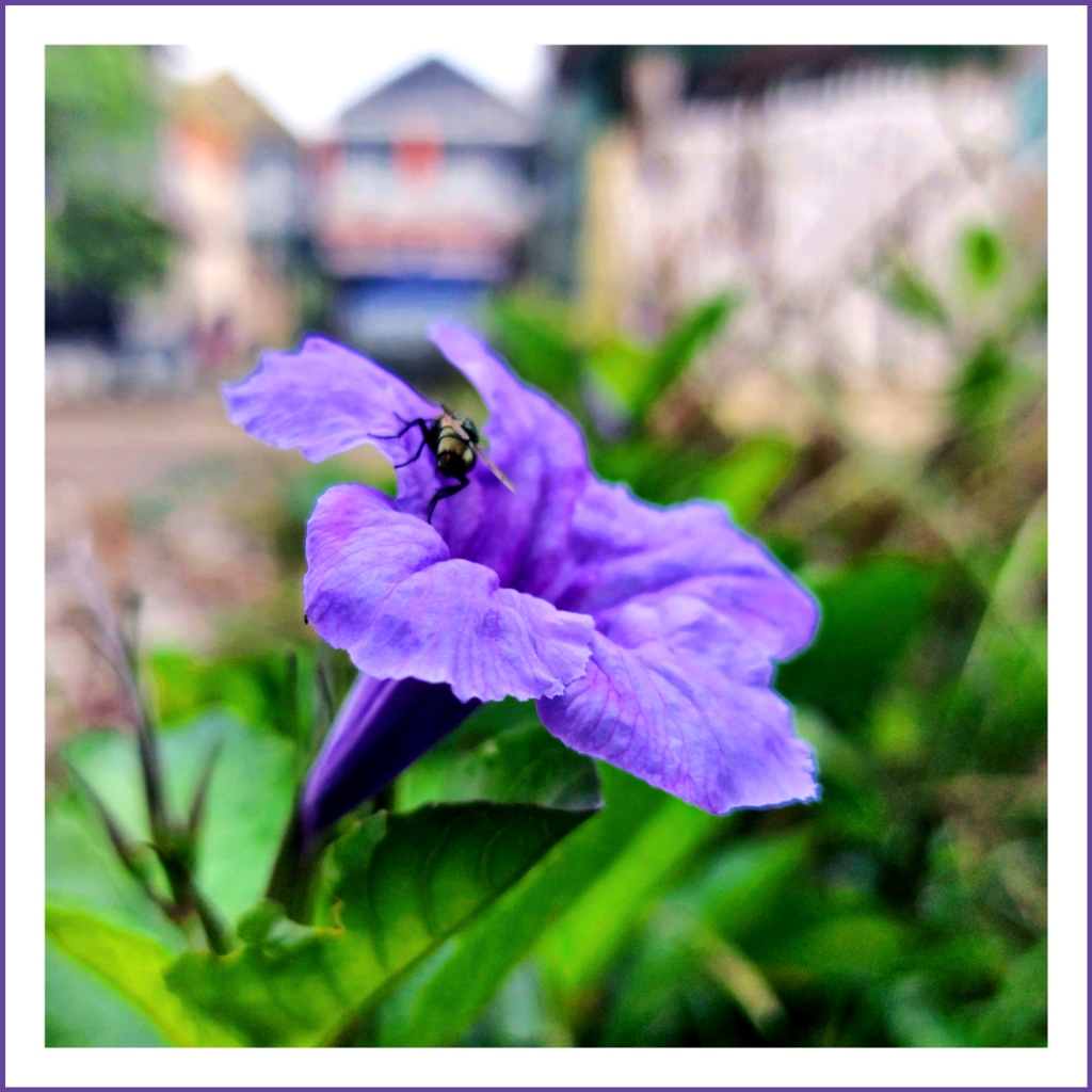 Ruellia simplex kencana ungu bunga di tepi jalan Koes Plus 