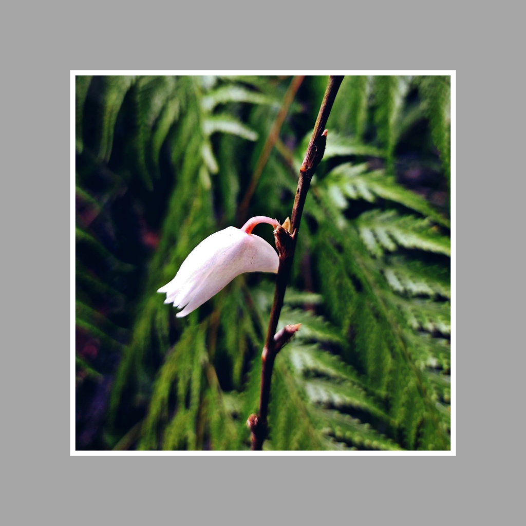 Anggrek merpati Dendrobium crumenatum