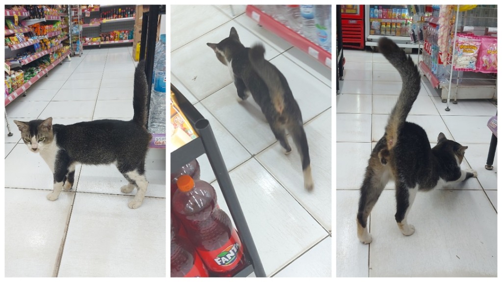 Kucing dalam minimarket Alfamart Chandra Baru, Jatirahayu, Pondokmelati, Bekasi 