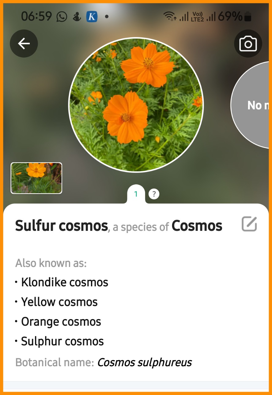 Cosmos sulphureus: kenikir kosmos, kenikir kuning, kenikir jingga 