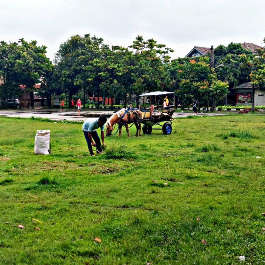 Kuda merumput di lapangan kuda Chandra Baru, Jatirahayu, Pondokmelati, Bekasi 