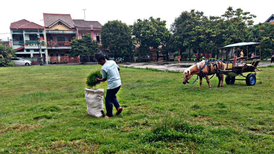 Kuda merumput di lapangan kuda Chandra Baru, Jatirahayu, Pondokmelati, Bekasi 