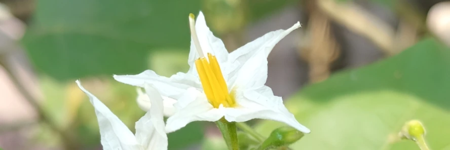 Bunga takokak di tepi jalan — Blogombal.com
