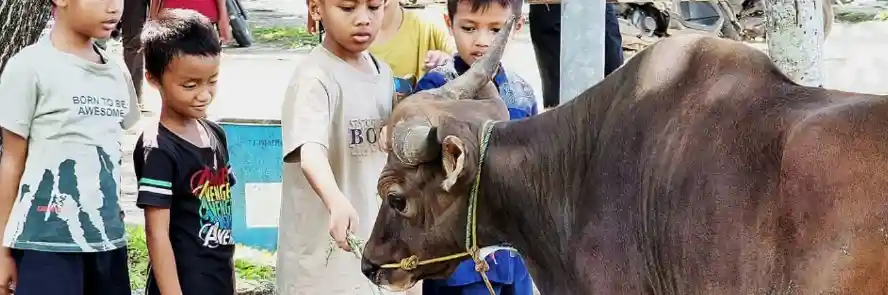 anak-anak dan sapi kurban — Blogombal.com