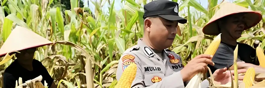 Tugas polisi: menanam jagung